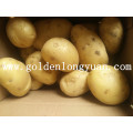 Fresh New Crop Potato amarelo e pele limpa